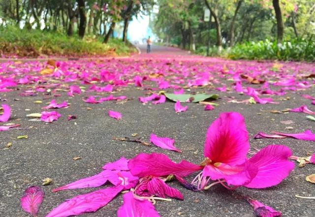 原创"不让一片花瓣落地",环卫工用扫把摧花,又是形式主义惹的祸