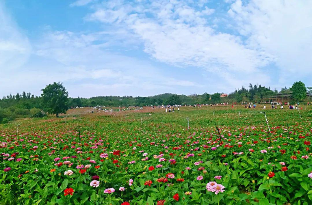 久违了香山百日草花海一路一景等你来承包朋友圈