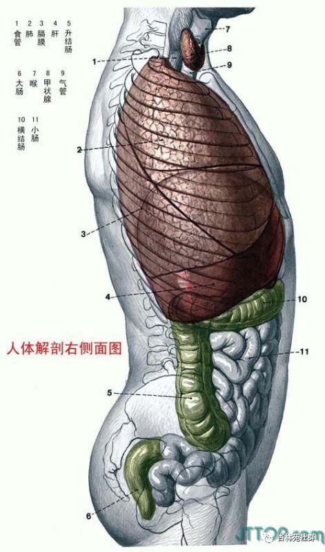 「学医必备」完整人体结构解剖图_何芸熙