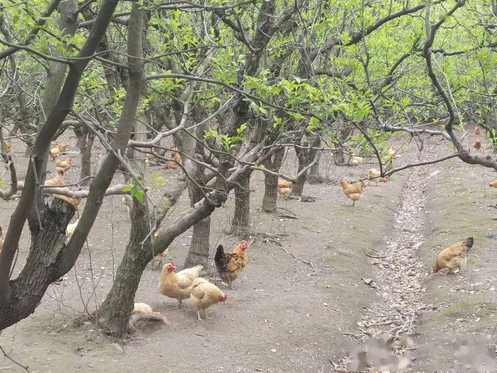 吃客们称为"枣林奔跑鸡" 这家农家乐的老板手艺非常