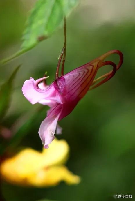 世界上最顽强的花:千岁兰!可以活1500年!见者增寿命!