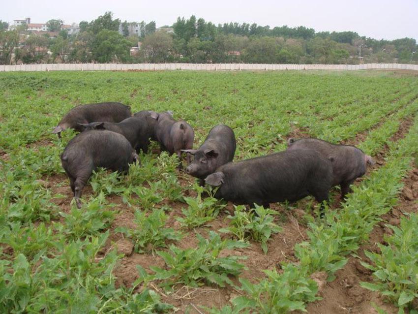 昌图黑猪又称辽宁黑猪昌图型,产自铁岭昌图市,是上世纪40年代用当地