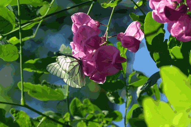 缘分五月简谱_缘分五月简谱歌谱