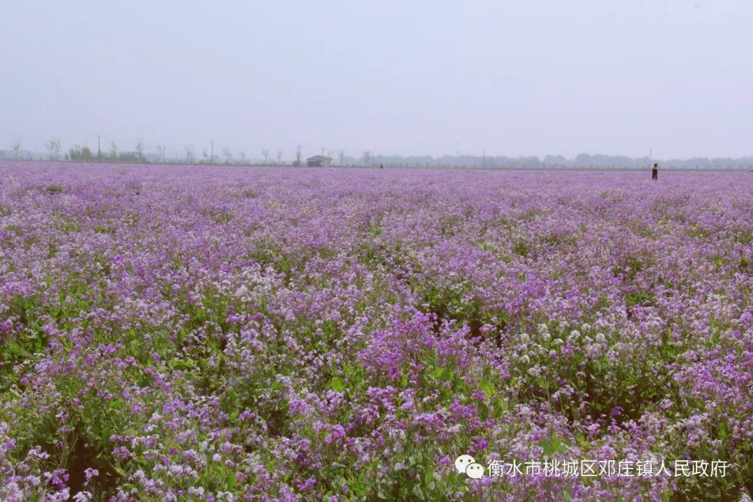 河北衡水市桃城区邓庄开启花海模式