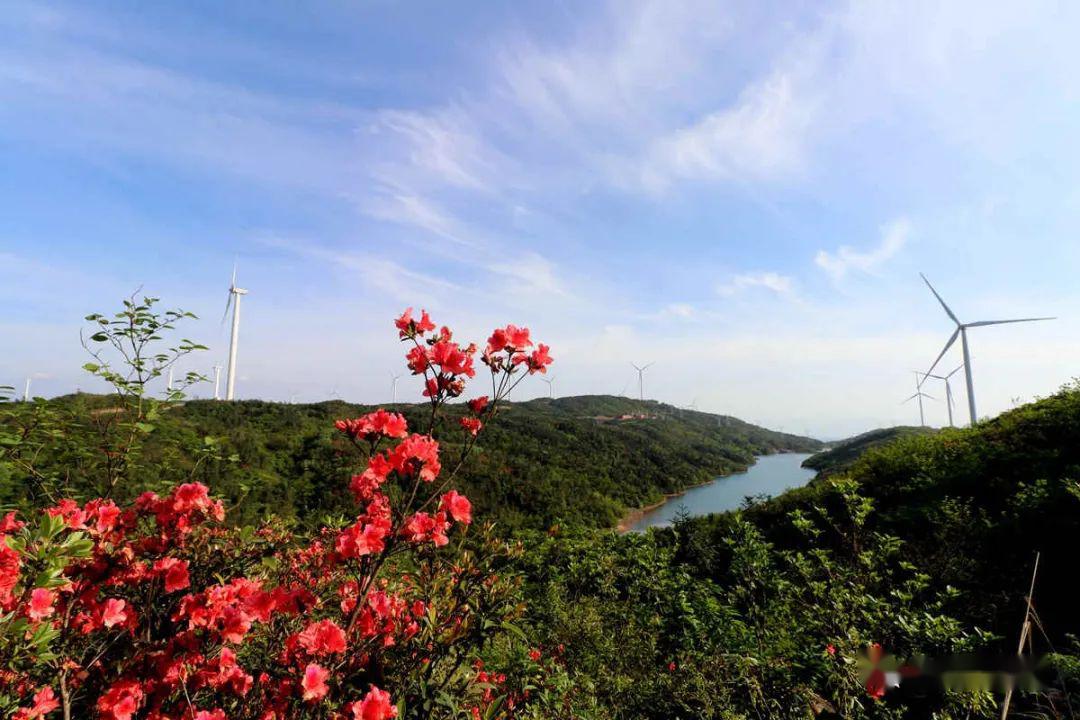 白宝黄花岭:蓝天白云下的映山红让人浮想联翩