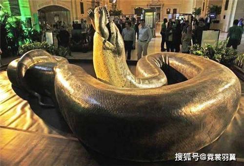 世界上最大的巨蟒:身长超15米,体重超1吨,至今没发现天敌