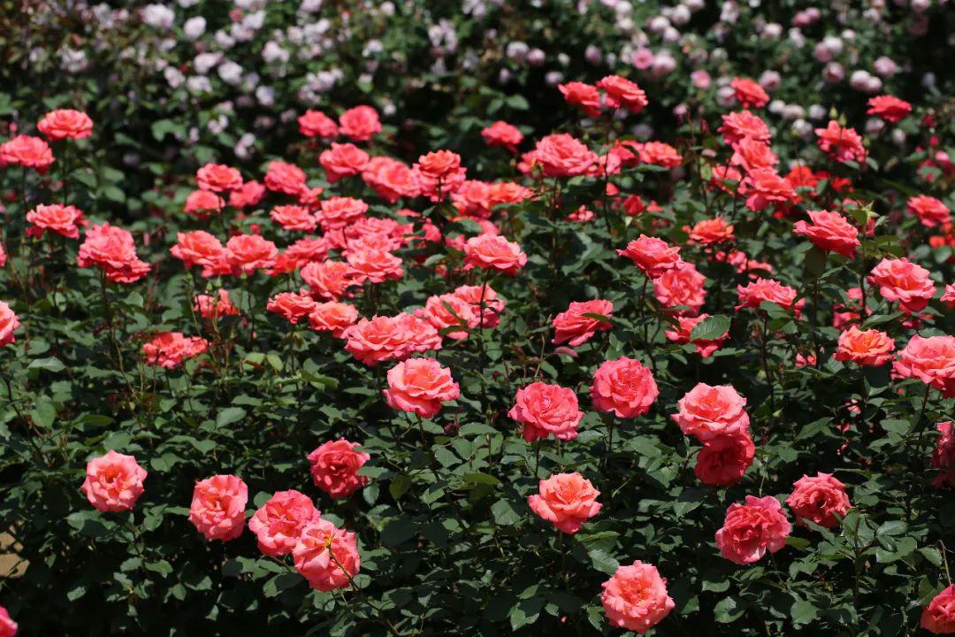 蔷薇:蔷薇花常多朵簇生,圆锥状伞房花序,花直径较小,每年只开一次.
