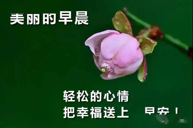 早上好问候语祝福语 2020特好看的早上好动画表情鲜花