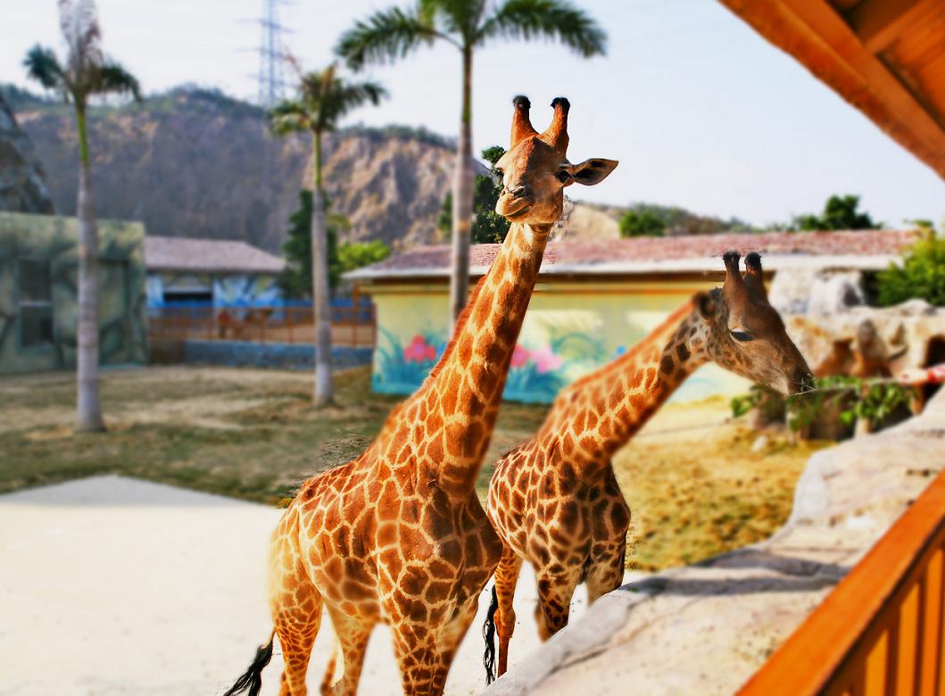 五一出行,就来福清永鸿野生动物世界