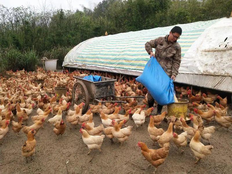 求销路衡阳祁东两地志愿者为王孜文的湘黄鸡代言