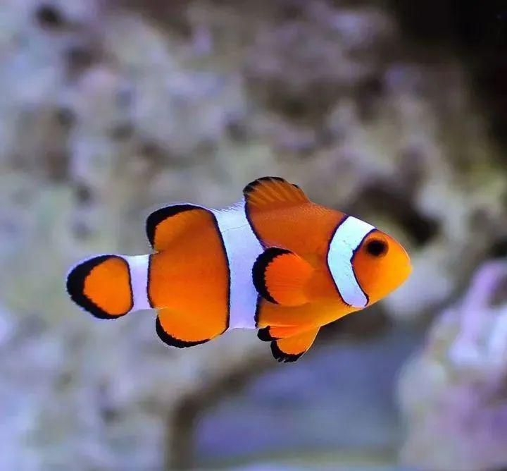 公子小丑 (ocellaris clownfish)