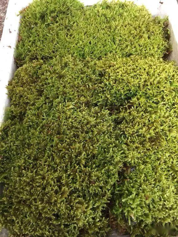 去楼下挖了点苔藓,1个月养成微景观,邻居都来学!