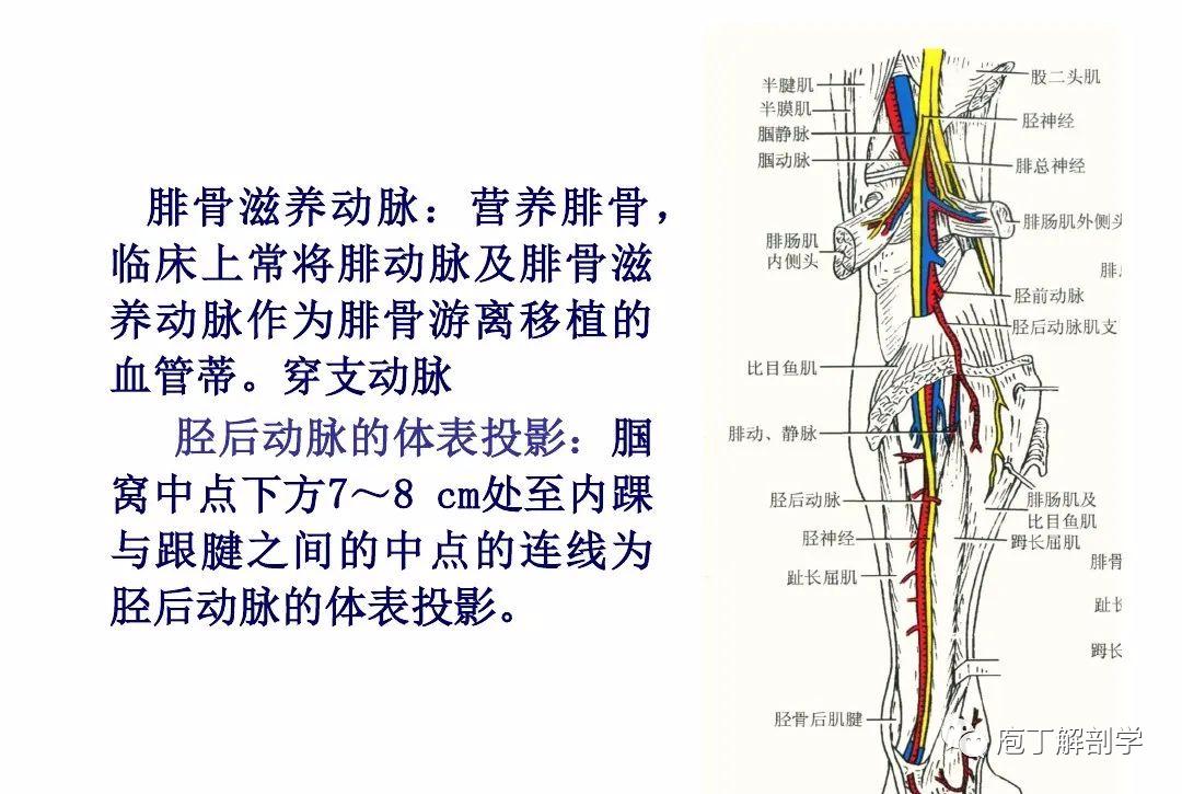 下肢腿部功能解剖