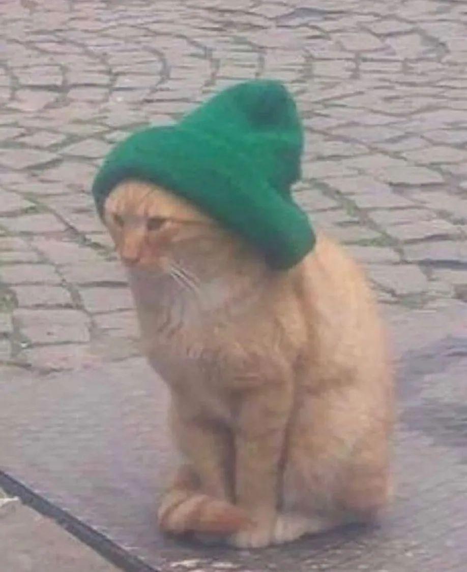 我家猫为了隐藏xx带上了绿帽子