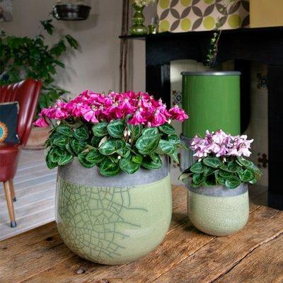 什么时候种花种 0c61eebc6b054696aa4ef8c0c212762a.jpeg