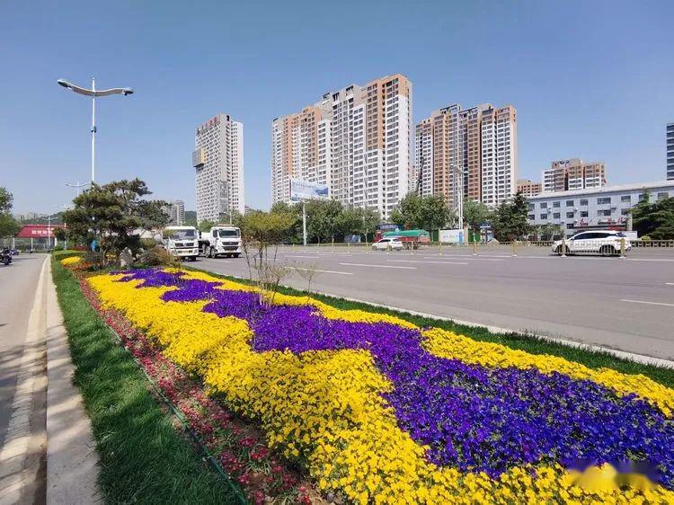 唐冶西路高桩月季经十路地栽花卉造型花洪路月季长廊中央分车带花箱