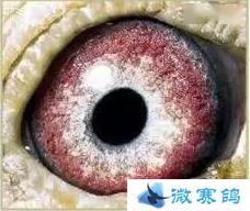 冠军鸽眼中必有盆形砂出现