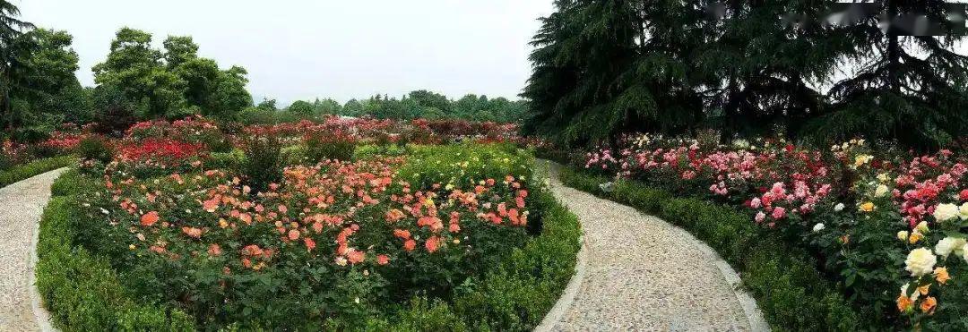 花海景观花中皇后太美了杭州花圃月季花海春风中起舞