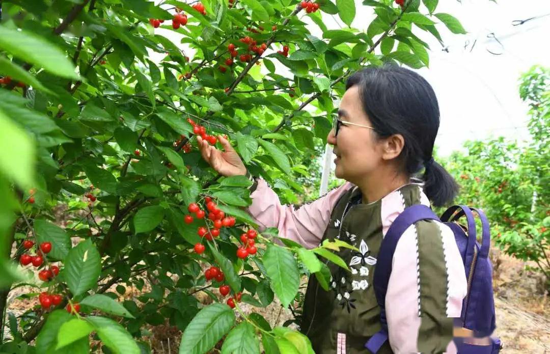 图片来源:余姚发布整座基地樱桃种植面积达到7000余亩,观光采摘地近20