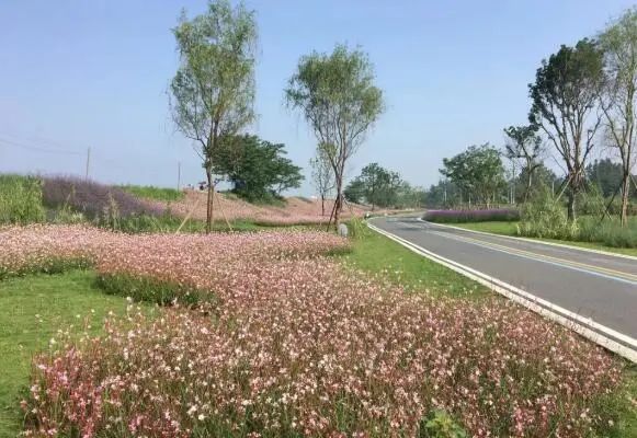 开车的朋友直接导航"香草湖湿地公园";从市区来建议从地铁 2 号线到