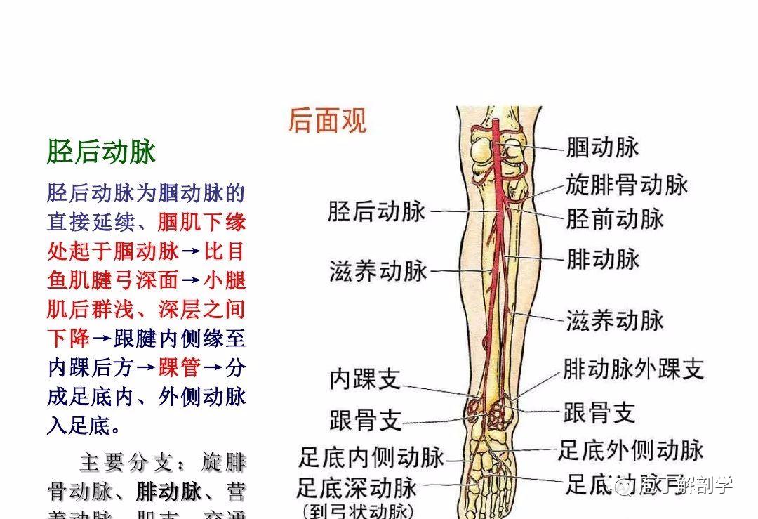 下肢腿部功能解剖