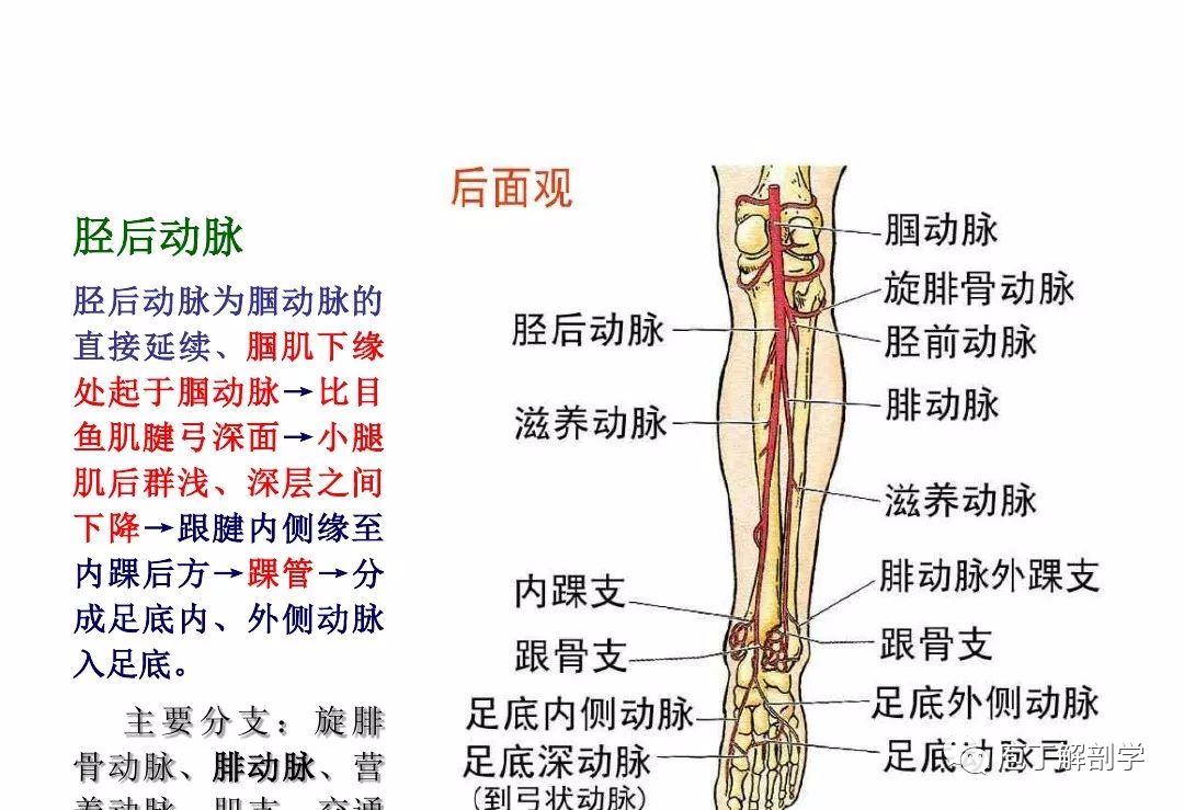 小腿 更 多 知 识 返回搜             责任编辑