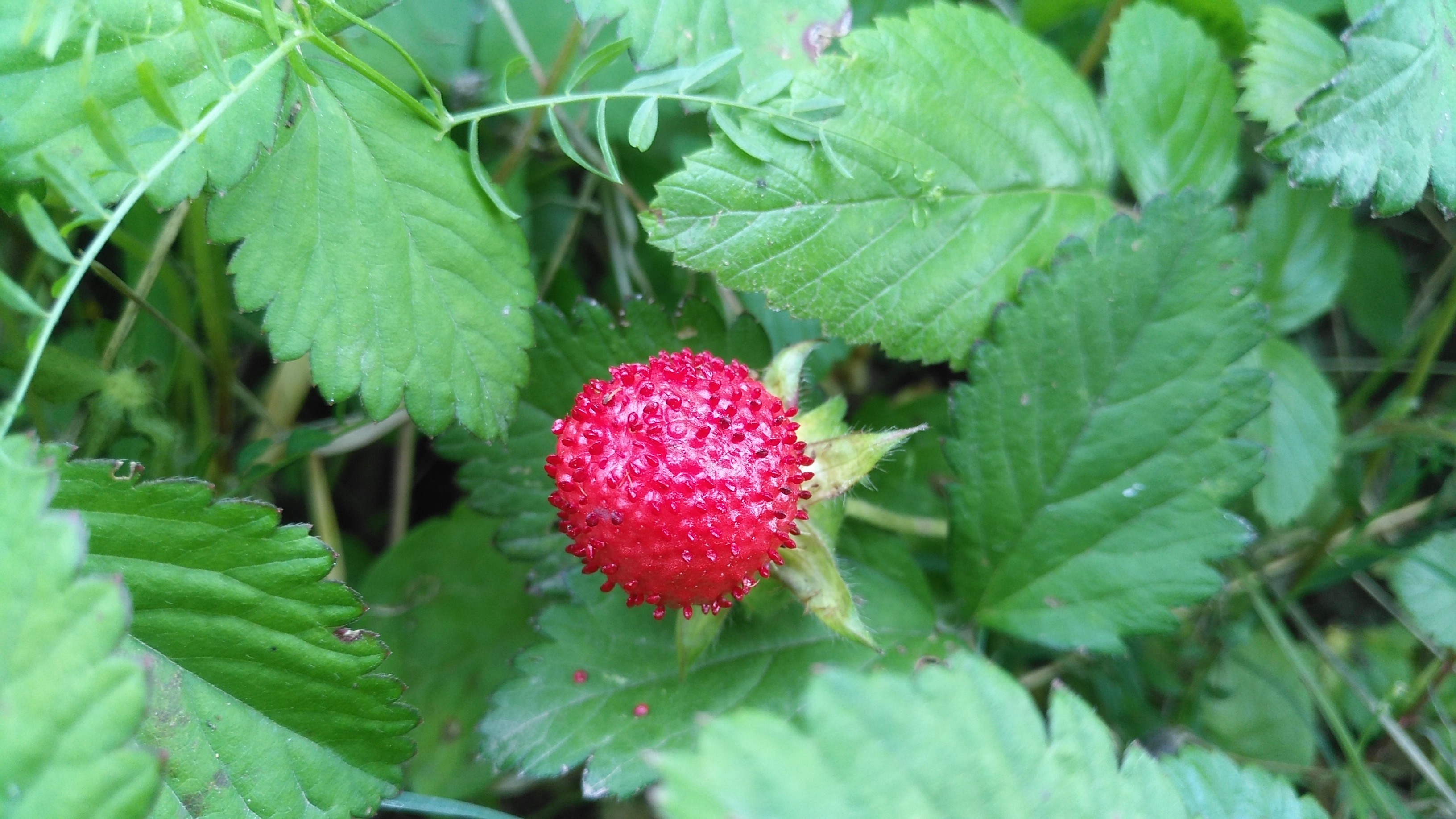 原创农村常见的"野草莓",蛇给它吐口水,果子不好吃却很好看