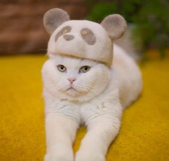 什么宠物猫掉毛少 3786902aef744705bc3998a2913bb591.png