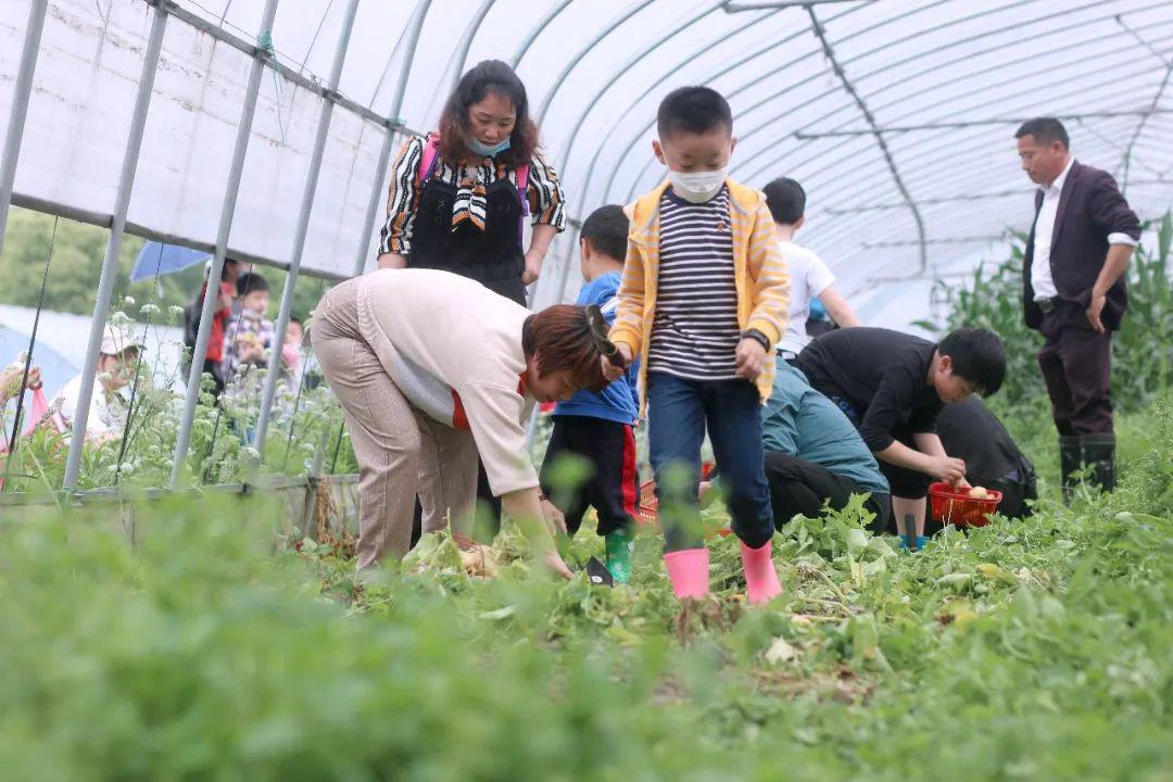 种植大棚翠绿的植株上已经挂满了果实寻找其中最心仪的果子装满篮子为