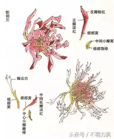一,菊花结构解析 三,菊花叶画法 菊花叶子画法要领: 菊花的叶是单叶