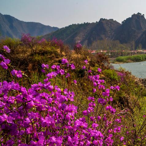 五月,在白山:享春天,赏花海!