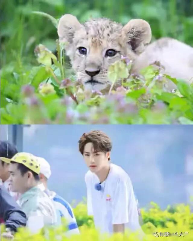 王一博就是小狮子.