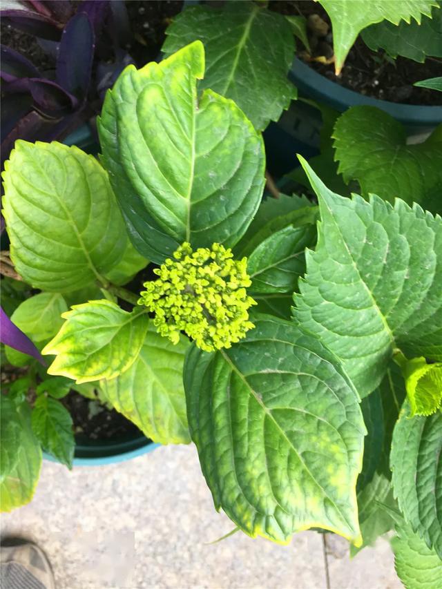 绿加仑盆种什么 50b62edcfe284c95ab51aa5778e22897.jpeg