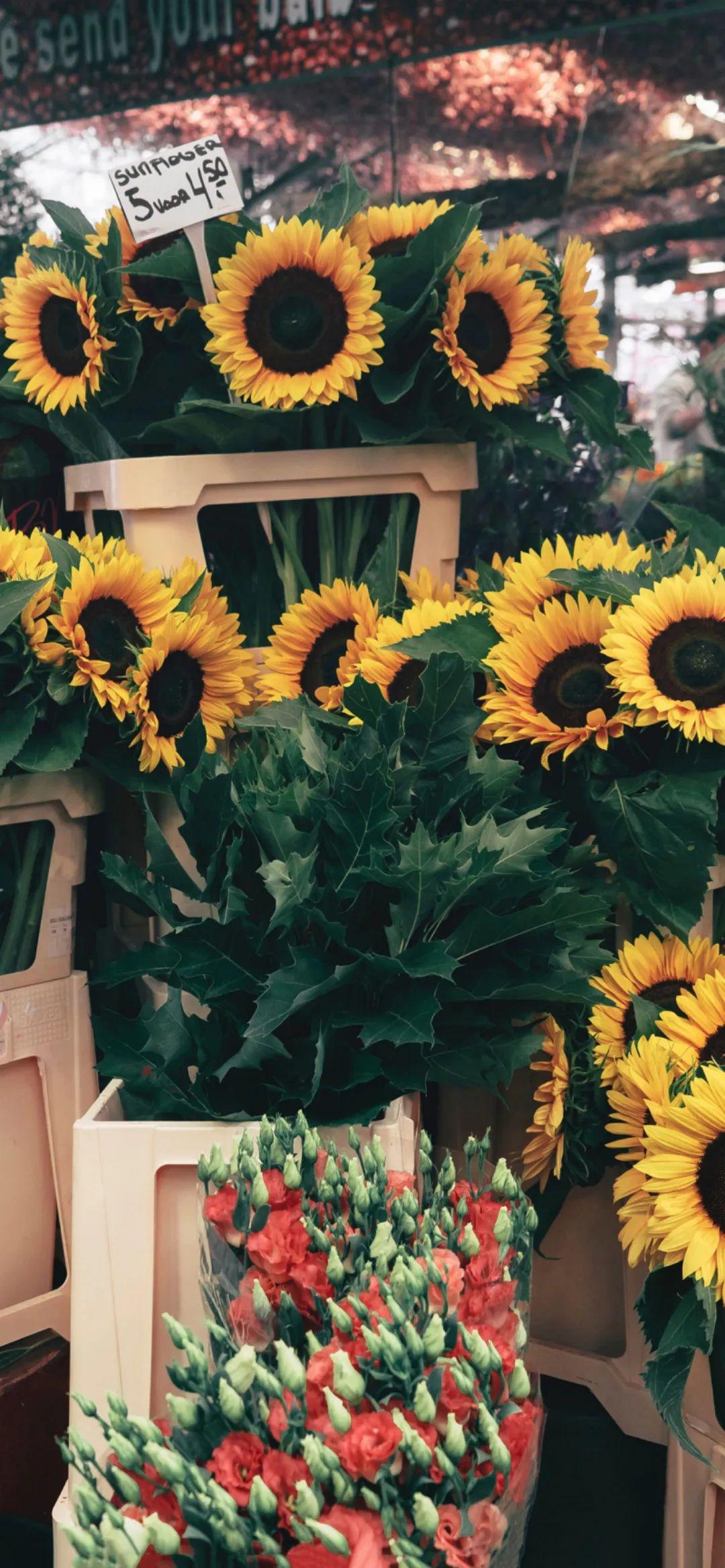 好看的墙壁纸手机 5546f00e102e4804986c9f9f6e1b2632.jpeg