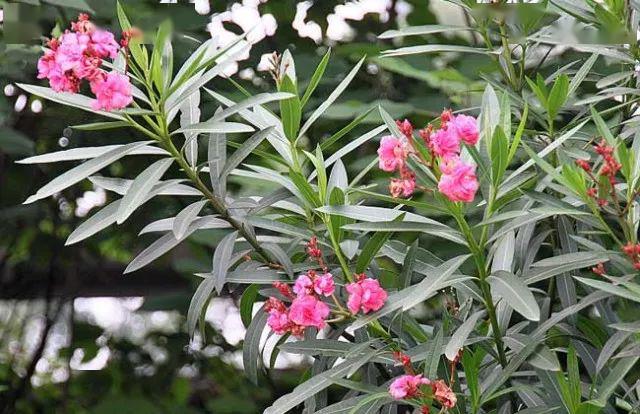 #植物#郊游也会中毒？这几种常见的植物不要让孩子碰！