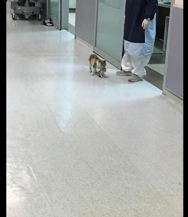 「小猫」请求医生帮它治病，太聪明了吧！猫妈妈将小猫叼进了医院