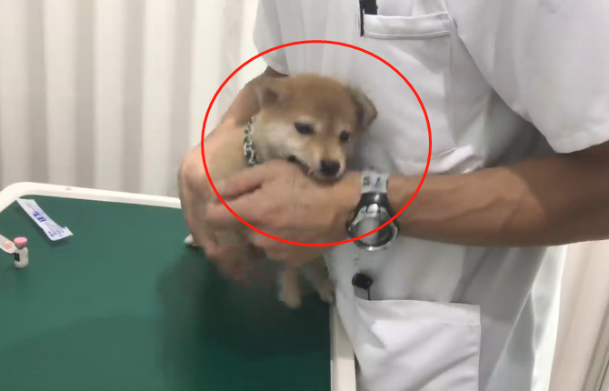 柴犬去医院打针 因太紧张咬到医生手 结果却被医生暖到了 热备资讯