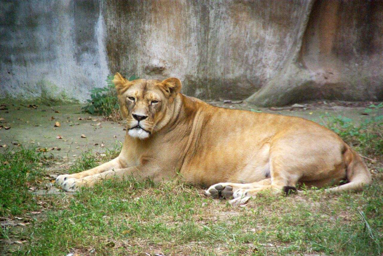 奇闻杂交混血兽全国首只虎狮虎兽诞生有四分之三老虎基因