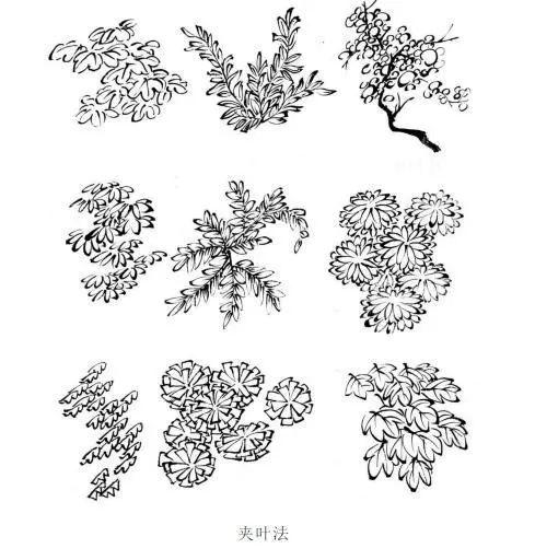 树根叶子猜成语_牛奶树根叶子图片(2)