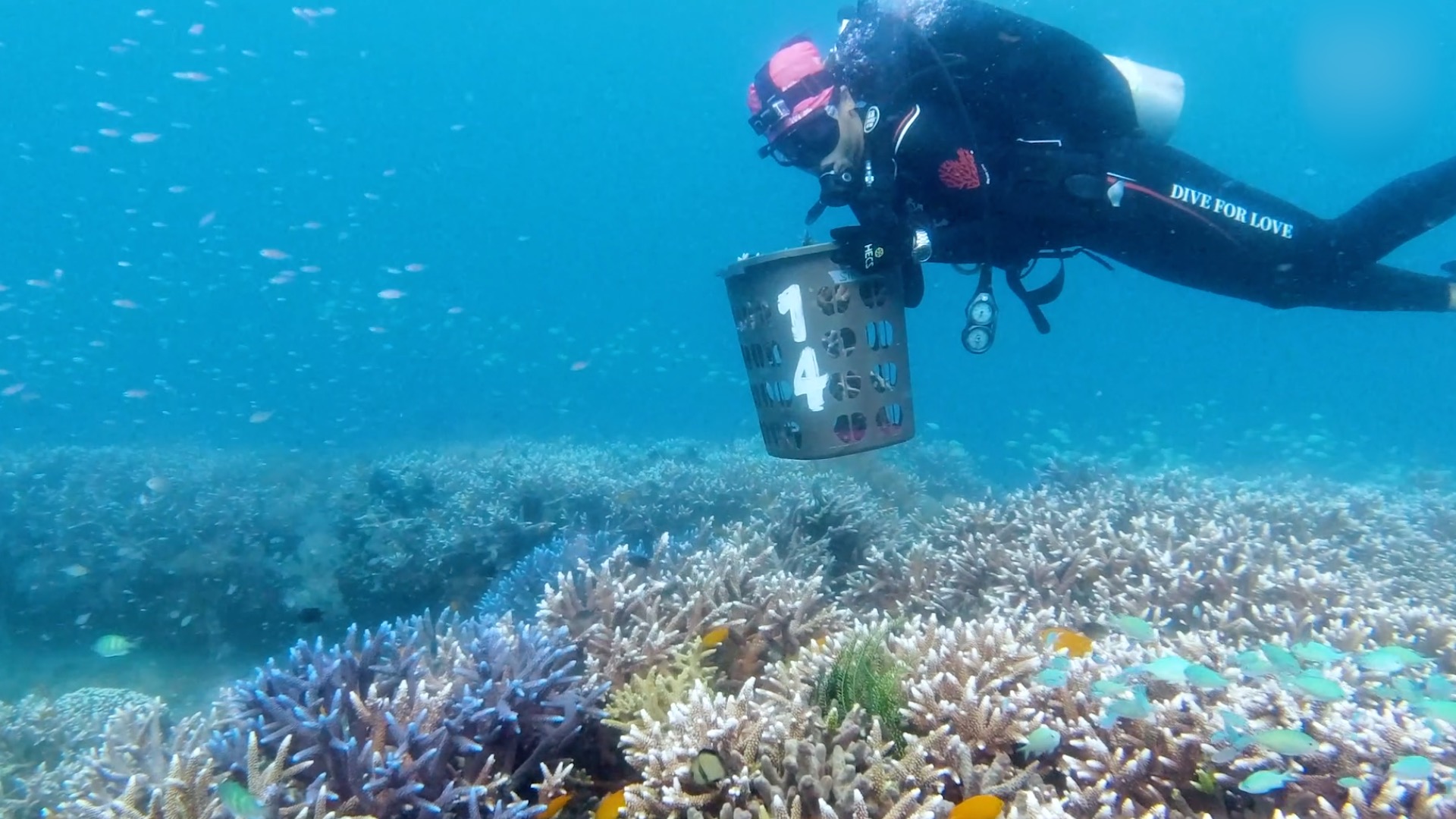 海底种珊瑚的人 潜入海底固定珊瑚残枝 船只在头顶飞 嘉祥