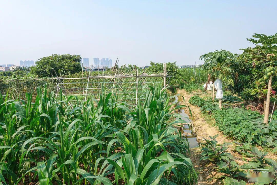 番禺区最多人口的村_番禺区化龙镇明经村(2)