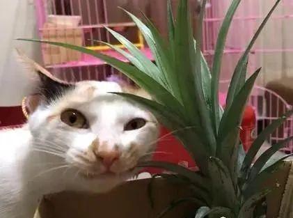 坏一点的凤梨可以吃吗 7ba4fcd462e647e284759d1b5d57a13e.jpeg