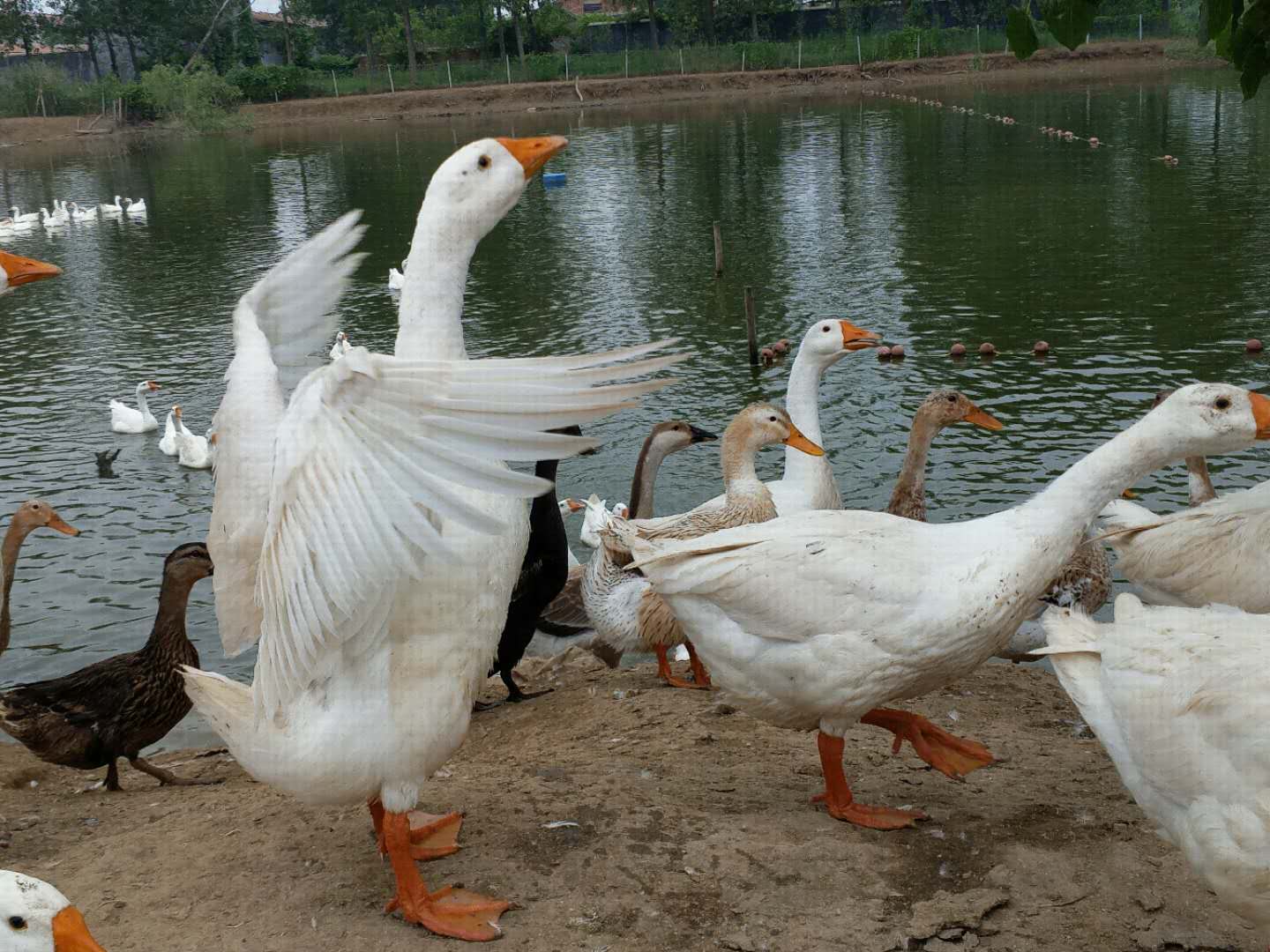 大鹅怎么搭_大鹅怎么分公母图解