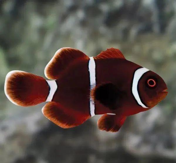 透红小丑 (maroon clownfish):养公子小丑,可以在10加仑或以上的浴缸