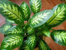 #植物#郊游也会中毒？这几种常见的植物不要让孩子碰！