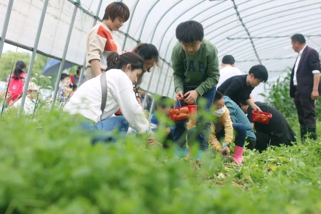 采小番茄5最后是收获甜蜜的过程走进小番茄种植大棚翠绿的植株上已经