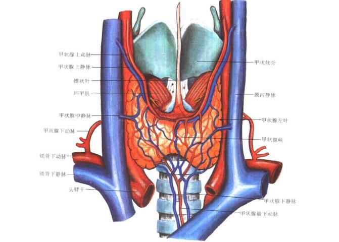 正确认识甲状腺癌 甲状腺是位于前颈部的一个内分泌腺体,主要负责全身