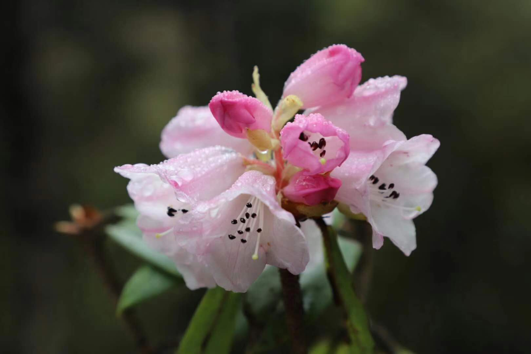 这个五一你别错过海螺沟的杜鹃花