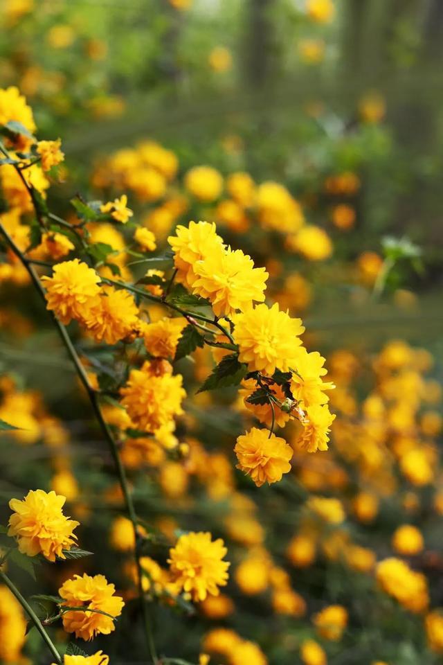 棠棣花开各芬芳.张平/摄(全椒)迷人的云实花.
