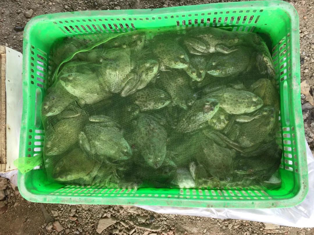 保护生态 弘善义工协会在练江开展放生活动
